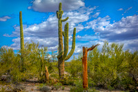 Saguaro in the Sonoran Desert