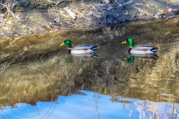 Malard Ducks