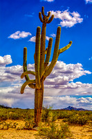 Saguaro in the Sonoran Desert-2