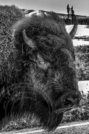 Buffalo in Yellowstone Park BW