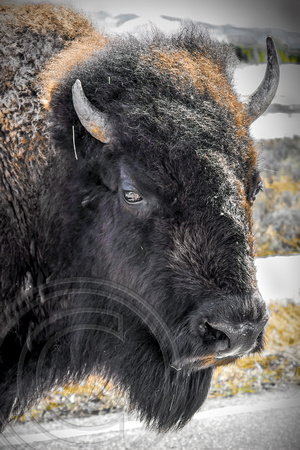 Buffalo in Yellowstone Park 1