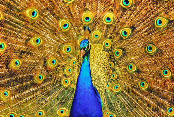 Peacock 4-2007