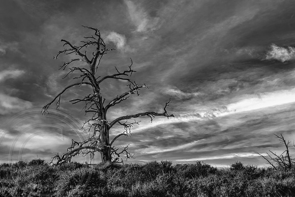 dead tree-back road to Roundup-12-30-2023-bw