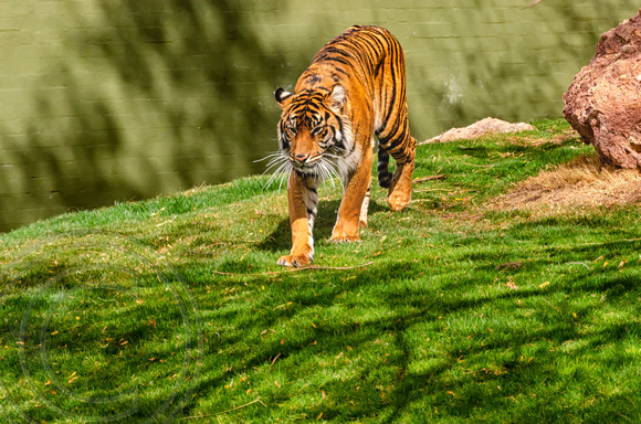 Tiger walking