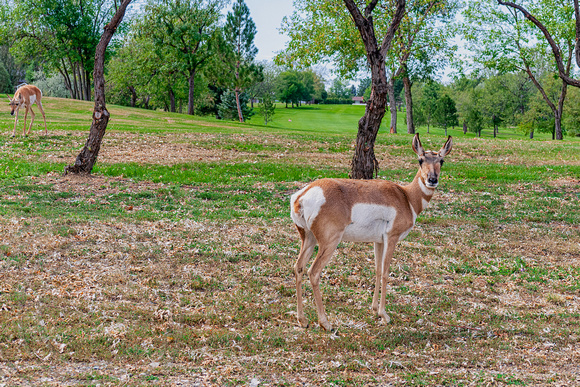 Antelope on the golf course