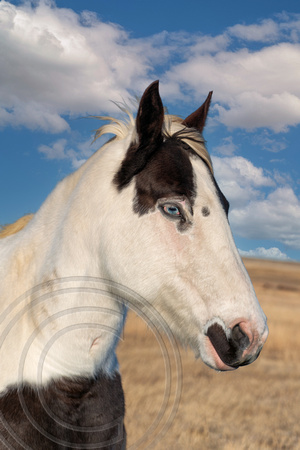 Horse with Blue Eye 1-1