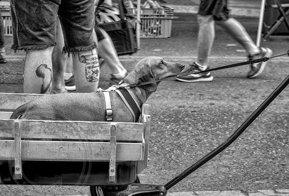 Dog in a wagon