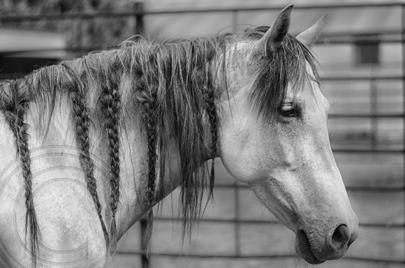 Horse with braids