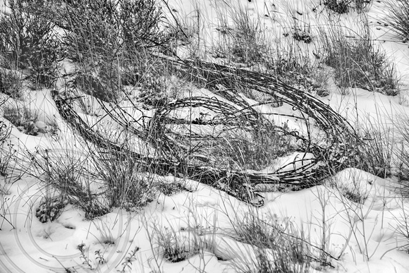 Barbwire in snow