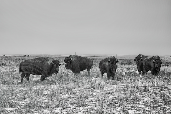 Buffalo Herd-2