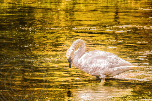 Yellowstone Swan