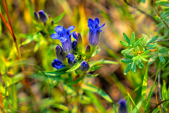 Blue Wild Flower-1