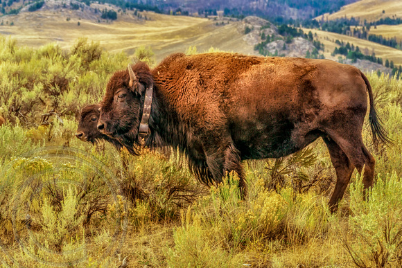 Buffalo with radio collar