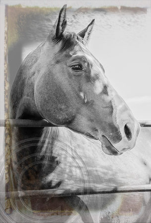 Horse Horses Healing