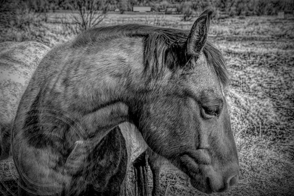 Horse Portrait B&W