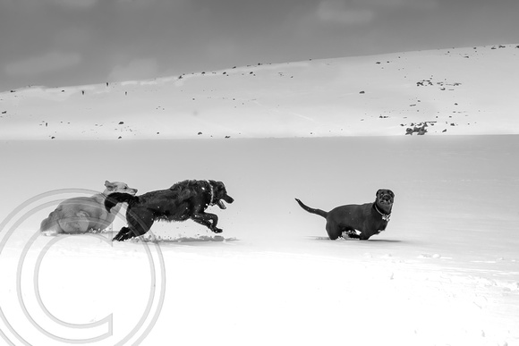 Beartooth Highway dogs playing