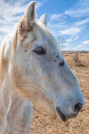 Horse Portrait-2