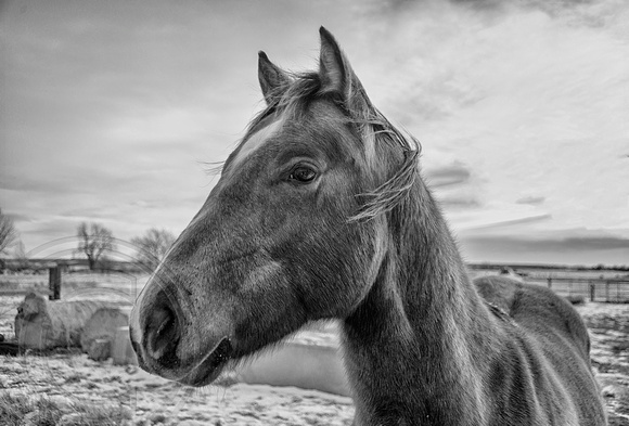 Horse B&W Portrait_