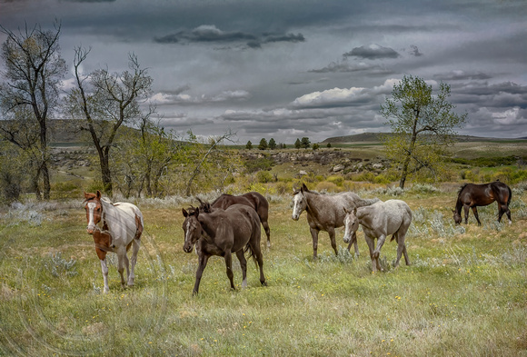 horse herd grazing