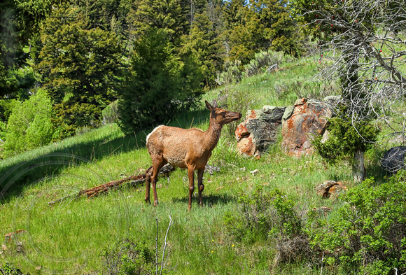 Elk in a meadow