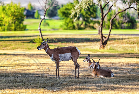 Antelope #2 green Lakehillls Golf Course
