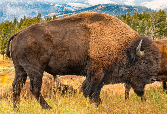 Buffalo in Yellowstone-2