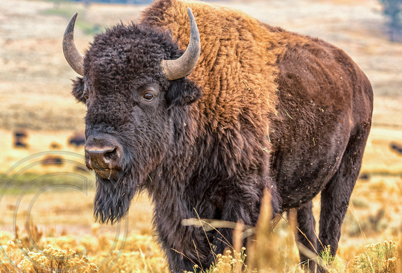 Buffalo in Yellowstone 2