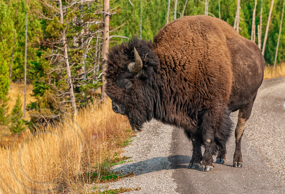 Buffalo on the road-Yellowstone