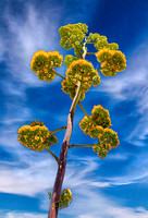Agave Flower AZ