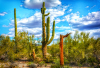 Saguaro cactus 2014