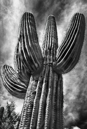 Saguaroin the Sonoran Desert B&W