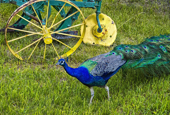 Peacock Zoo