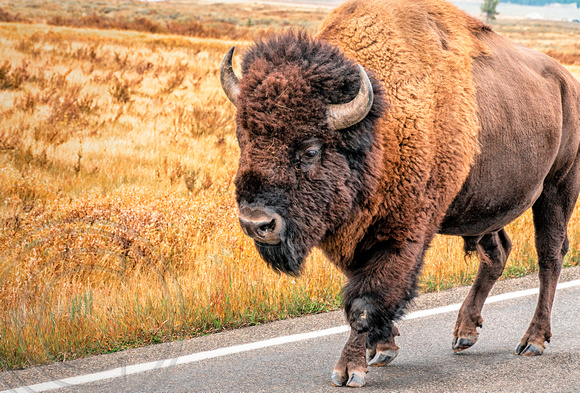 Buffalo in Yellowstone 9-20-2020