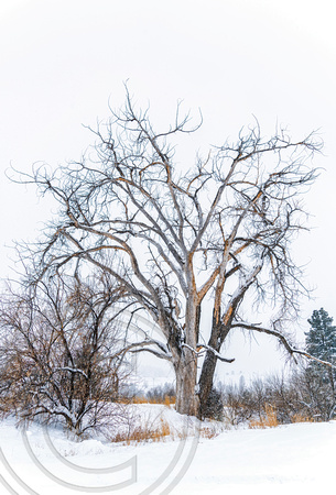 Dead tree in winter