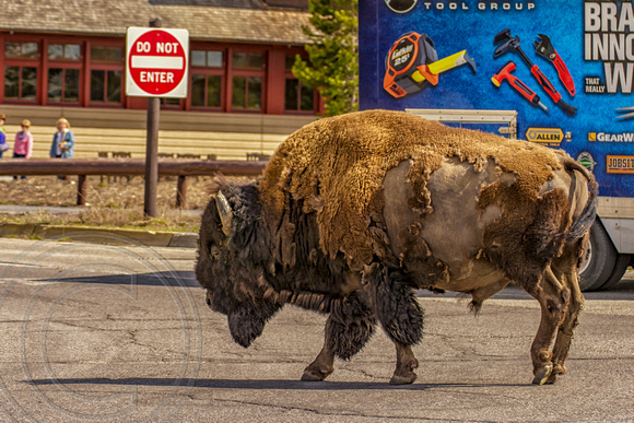 Buffalo can't read