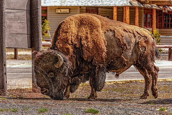Buffalo in town