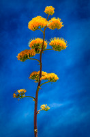 Agave in Bloom-Sonoran Desert AZ-6-18-2011 (1 of 1)