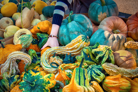 Pumpkins and gourds-farmers market Billings-9-10-2022
