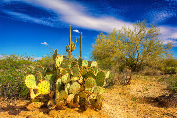 Sonoran Desert-Cactus-2-26-2014