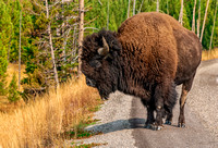 Buffalo on the road-Yellowstone
