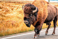 Buffalo in Yellowstone 9-20-2020