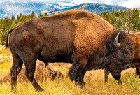 Buffalo in Yellowstone-2