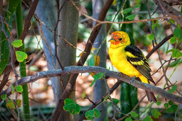 Yellow Bird-AZ-1