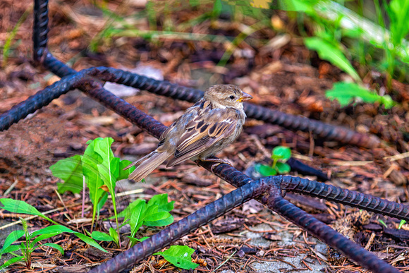 Young Sparrow-8-23-2022