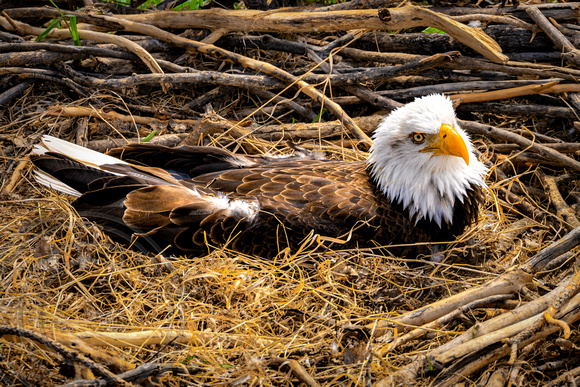 Bald Eagle in a Nest-Montana-4-27-2024 (1 of 1)