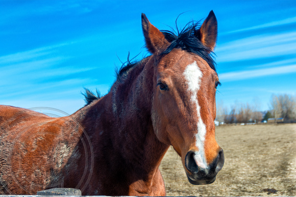 Horse with Blue Sky-1
