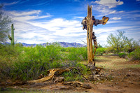 Dead Saguaro-Sonoran Desert-1
