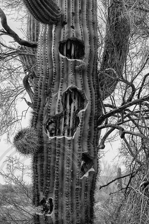 Saguaro with Holes B&W-1