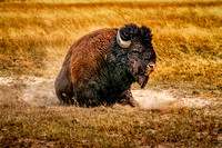 Buffalo wallowing
