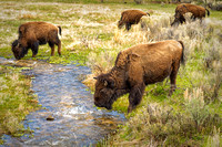 Buffalo by Creek-Yellowstone Prk-5-07-2025 (1 of 1)